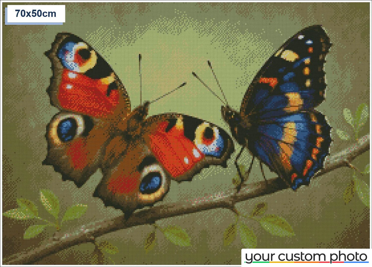 Two colorful butterflies