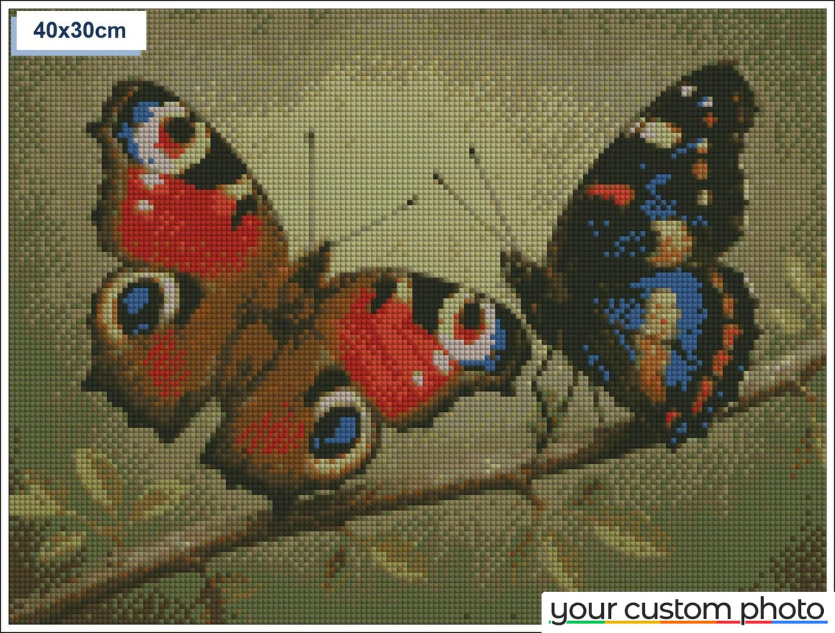 Two colorful butterflies