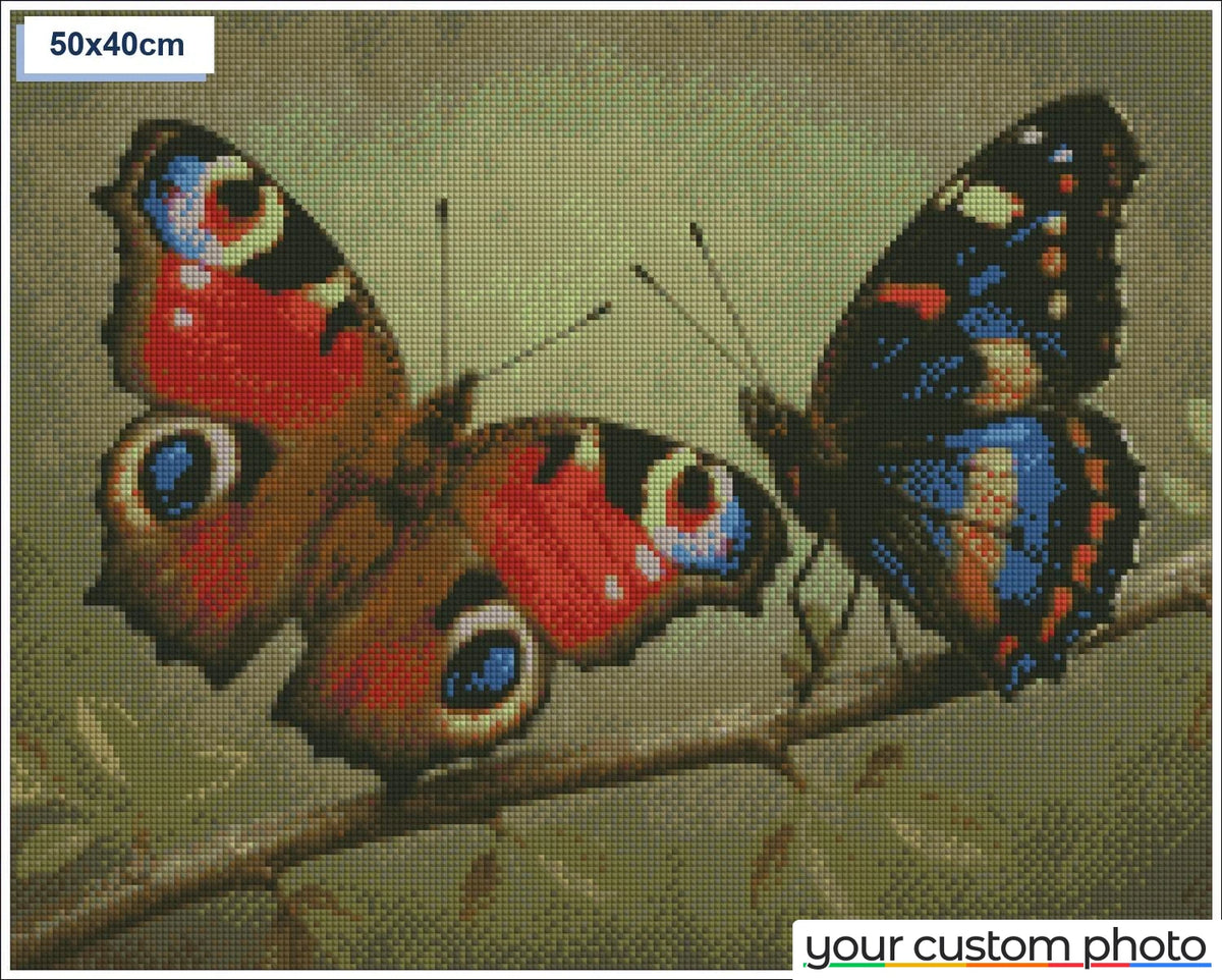 Two colorful butterflies