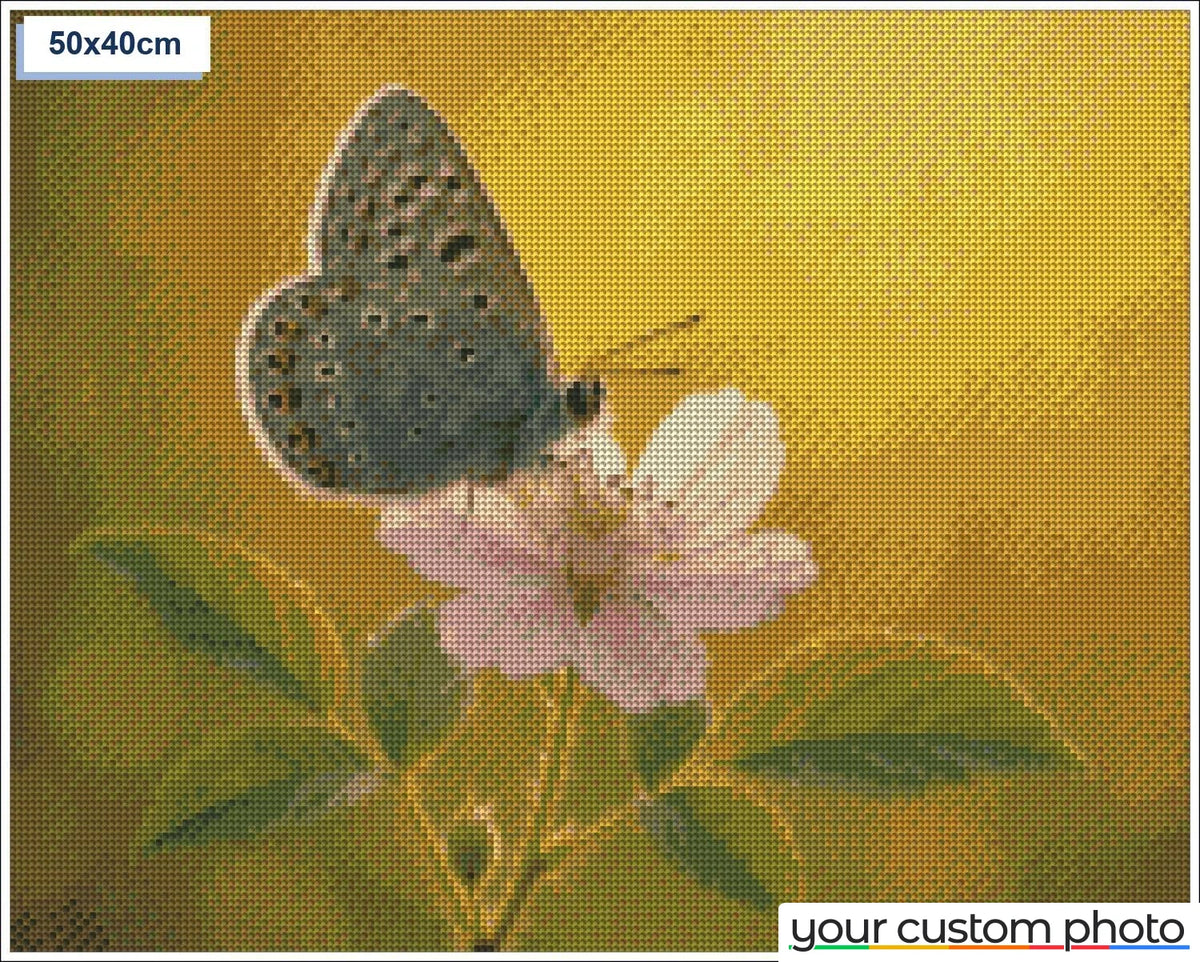 Butterfly on Flower
