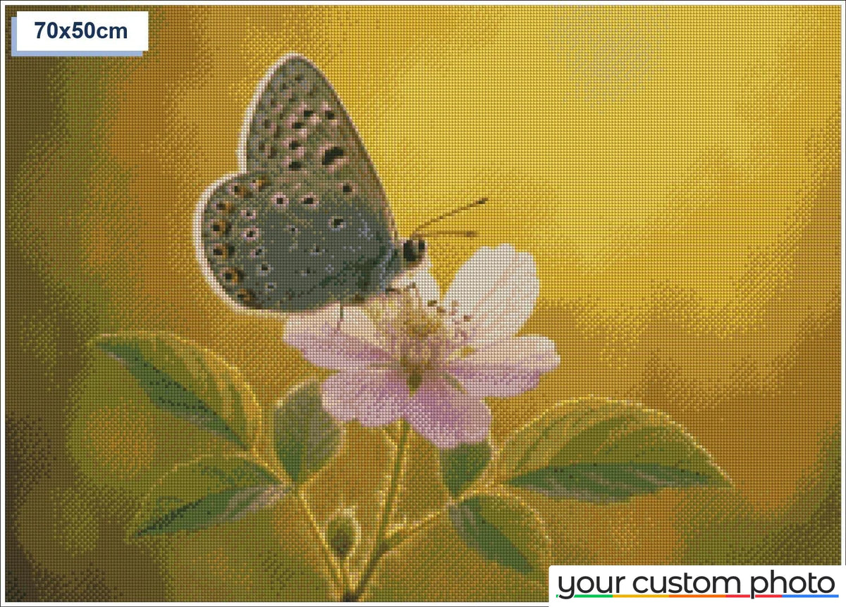 Butterfly on Flower