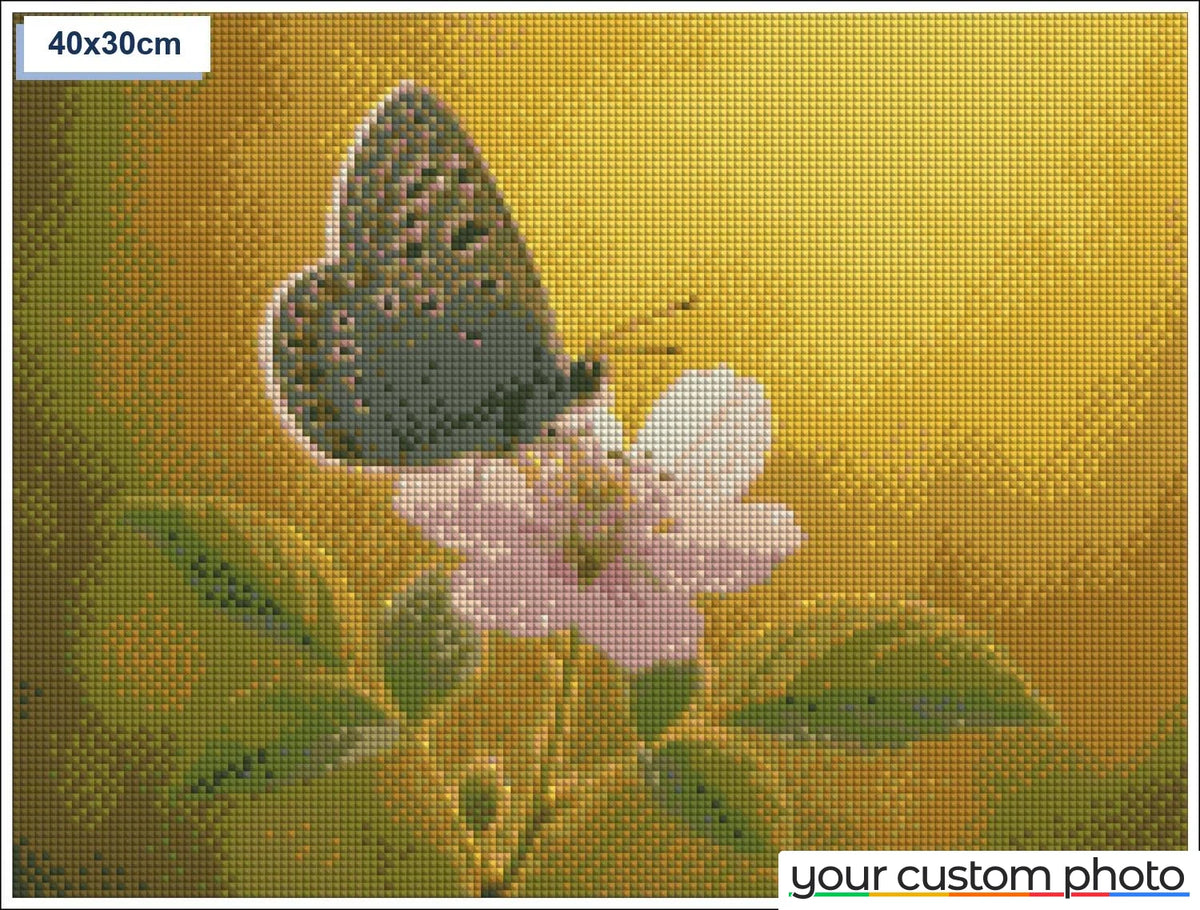 Butterfly on Flower