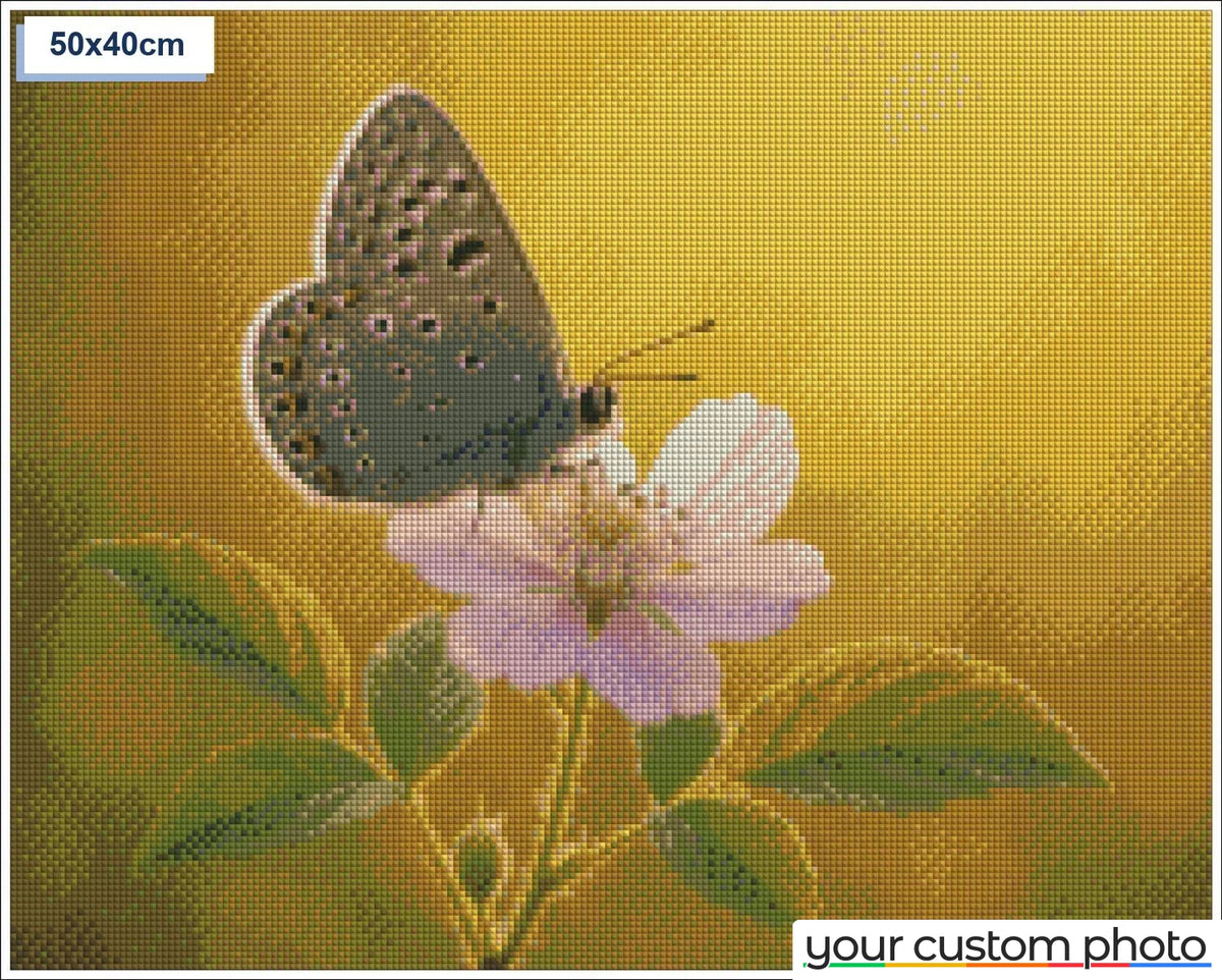 Butterfly on Flower