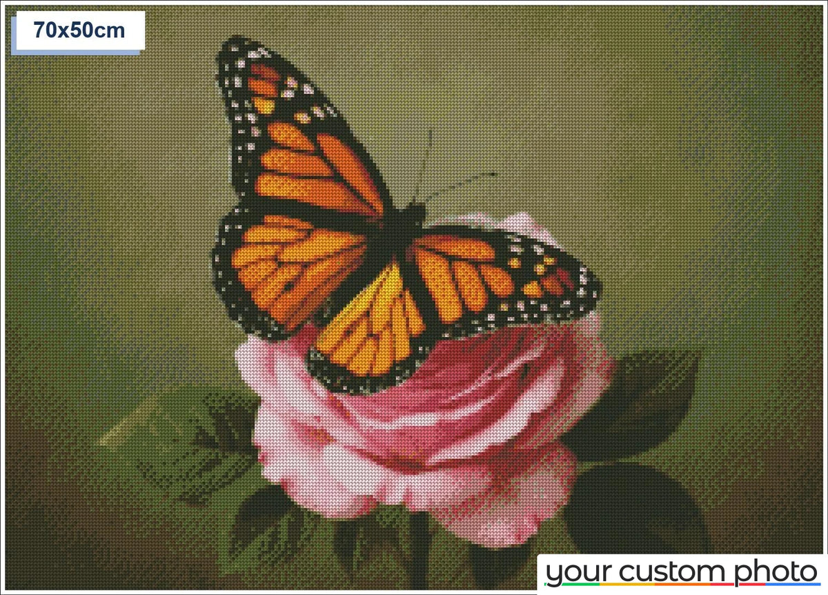 Butterfly on rose