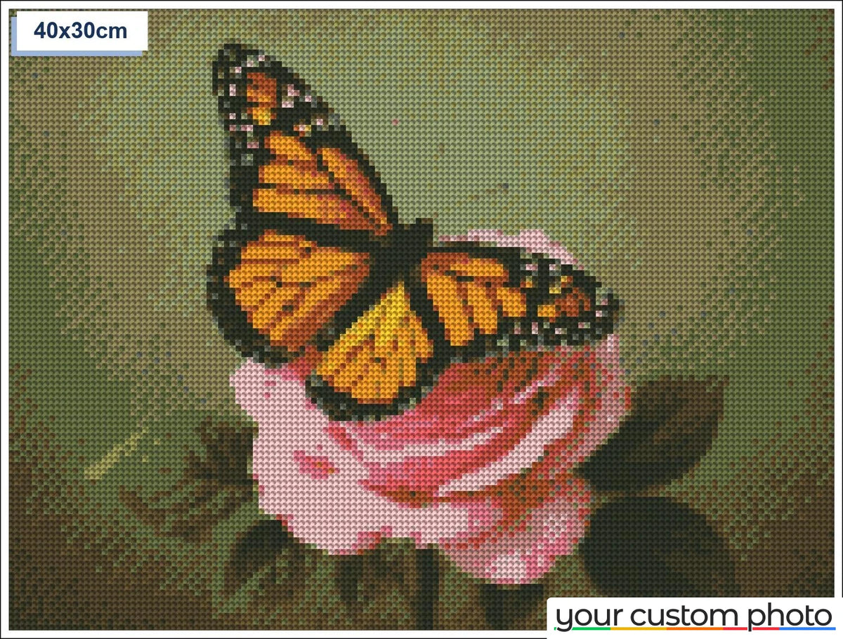 Butterfly on rose