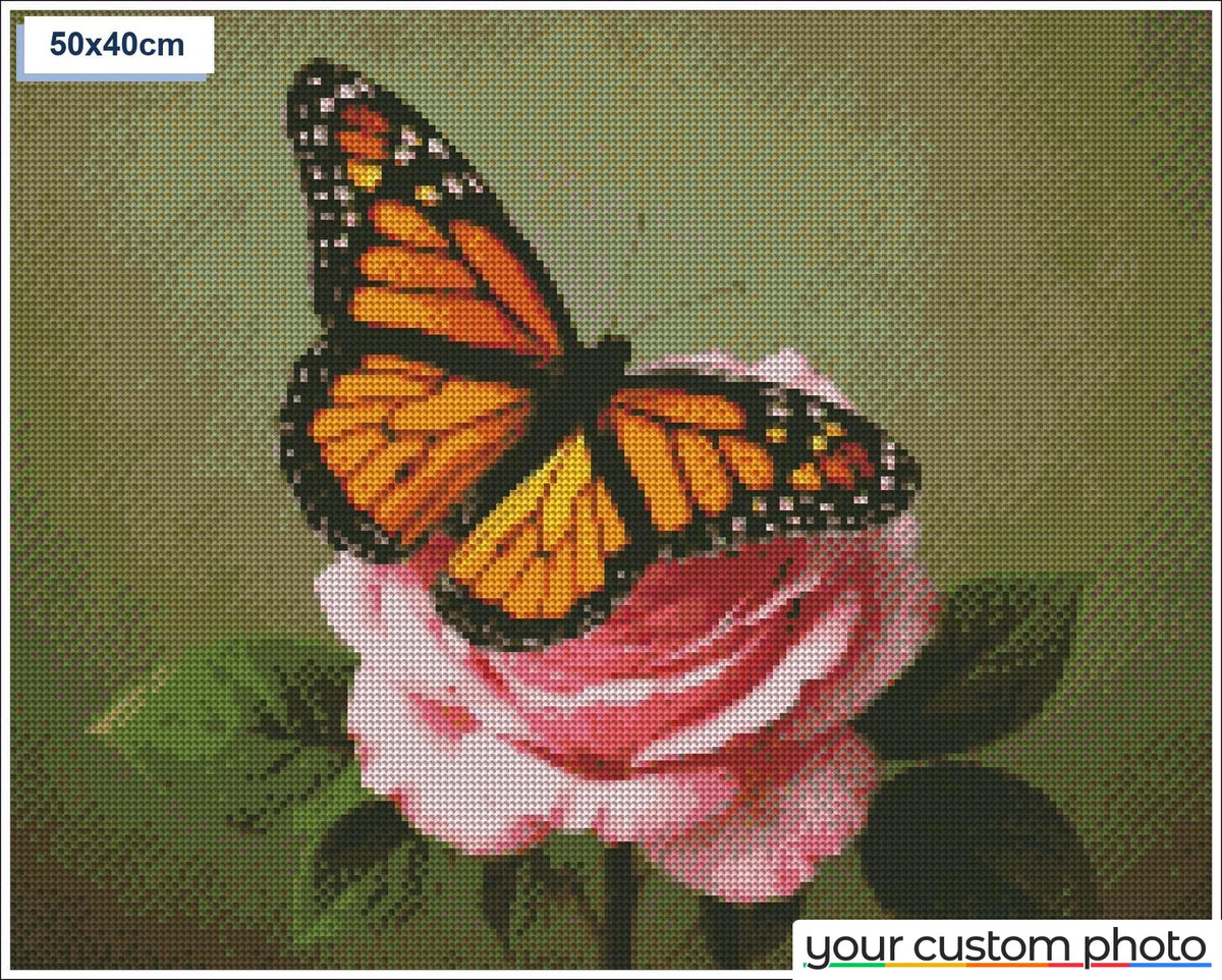 Butterfly on rose