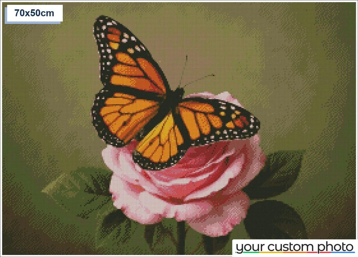 Butterfly on rose
