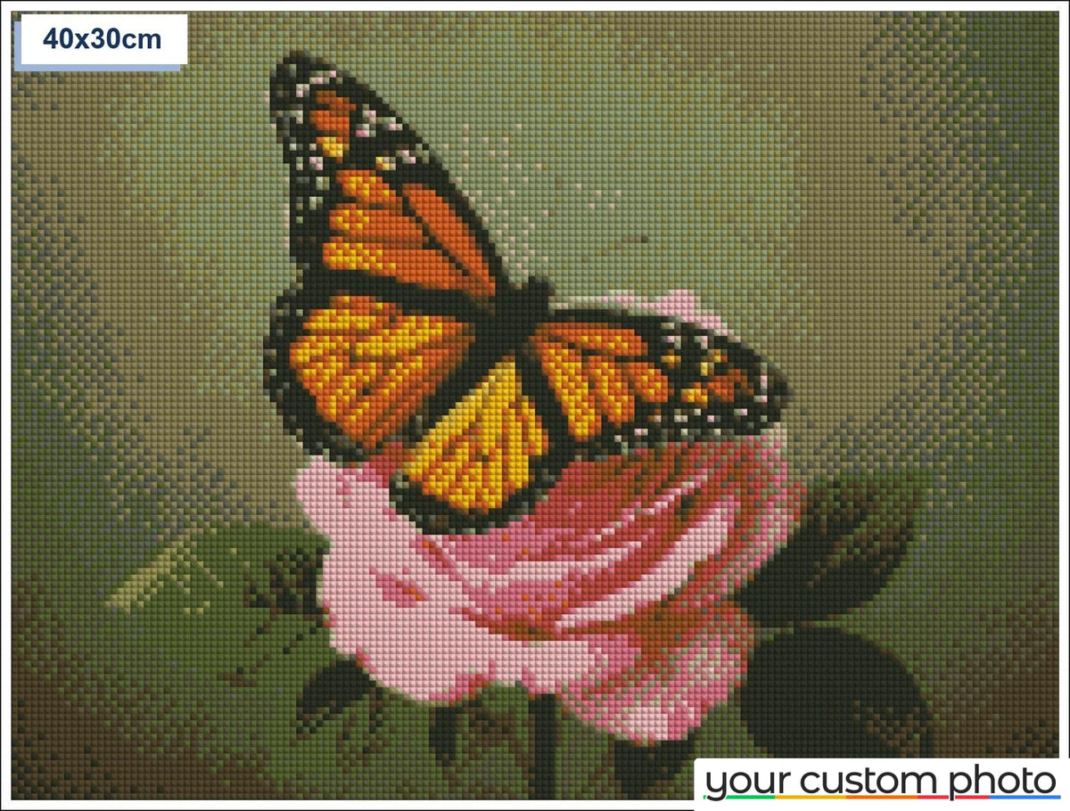 Butterfly on rose