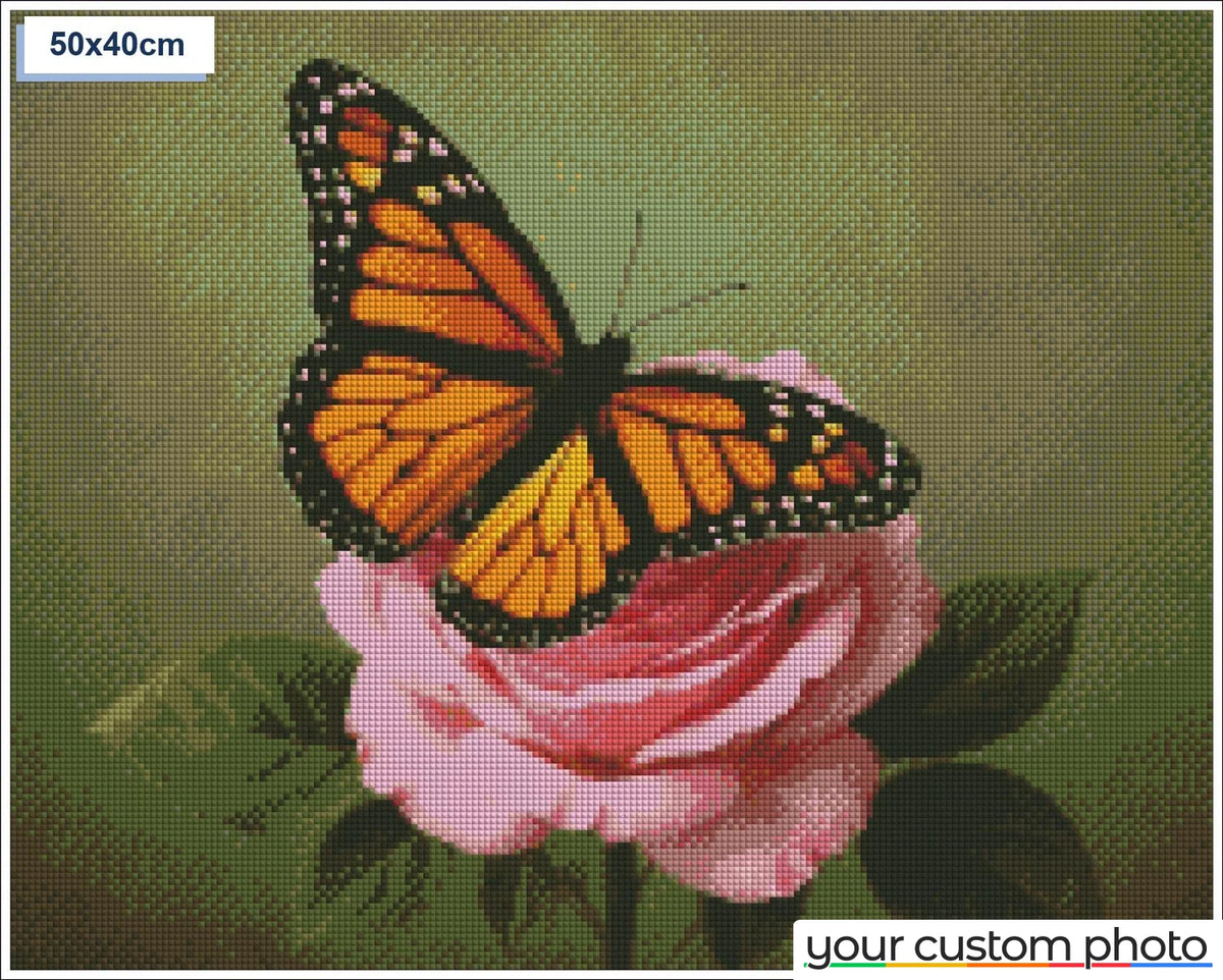 Butterfly on rose