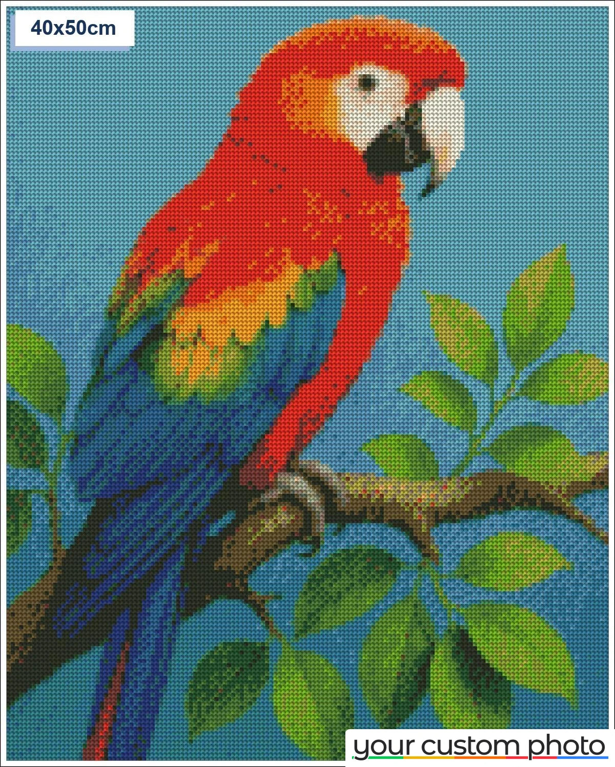 Colorful Macaw