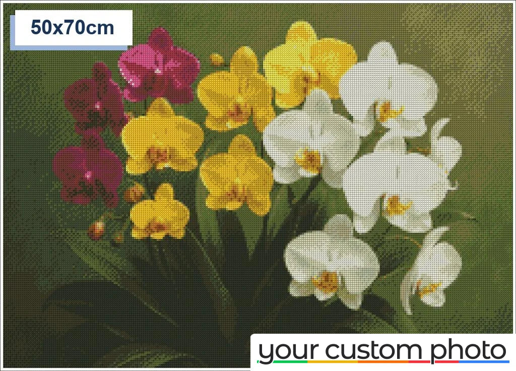 Colorful Orchids