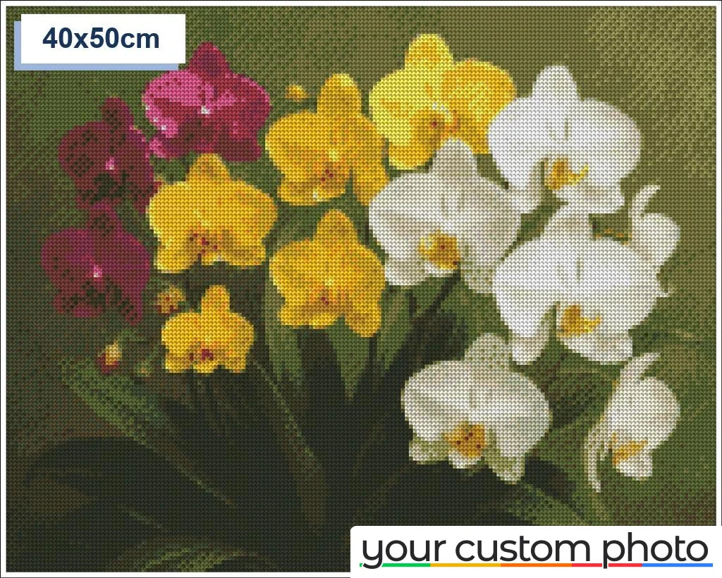 Colorful Orchids