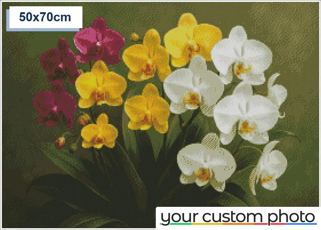 Colorful Orchids