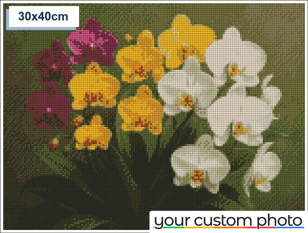 Colorful Orchids