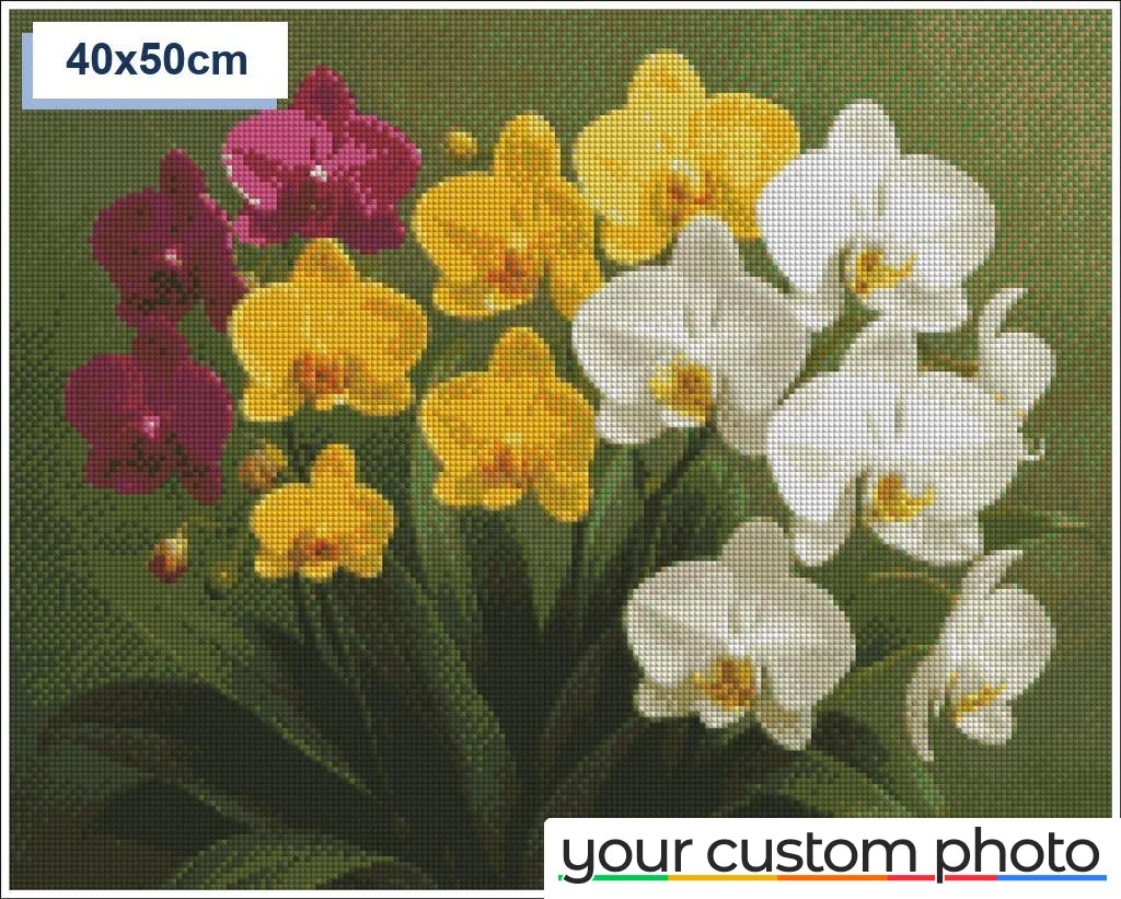 Colorful Orchids