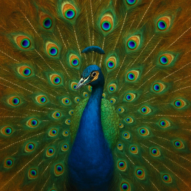 Elegant Peacock