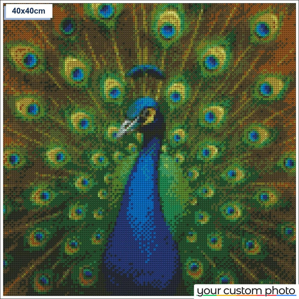 Elegant Peacock