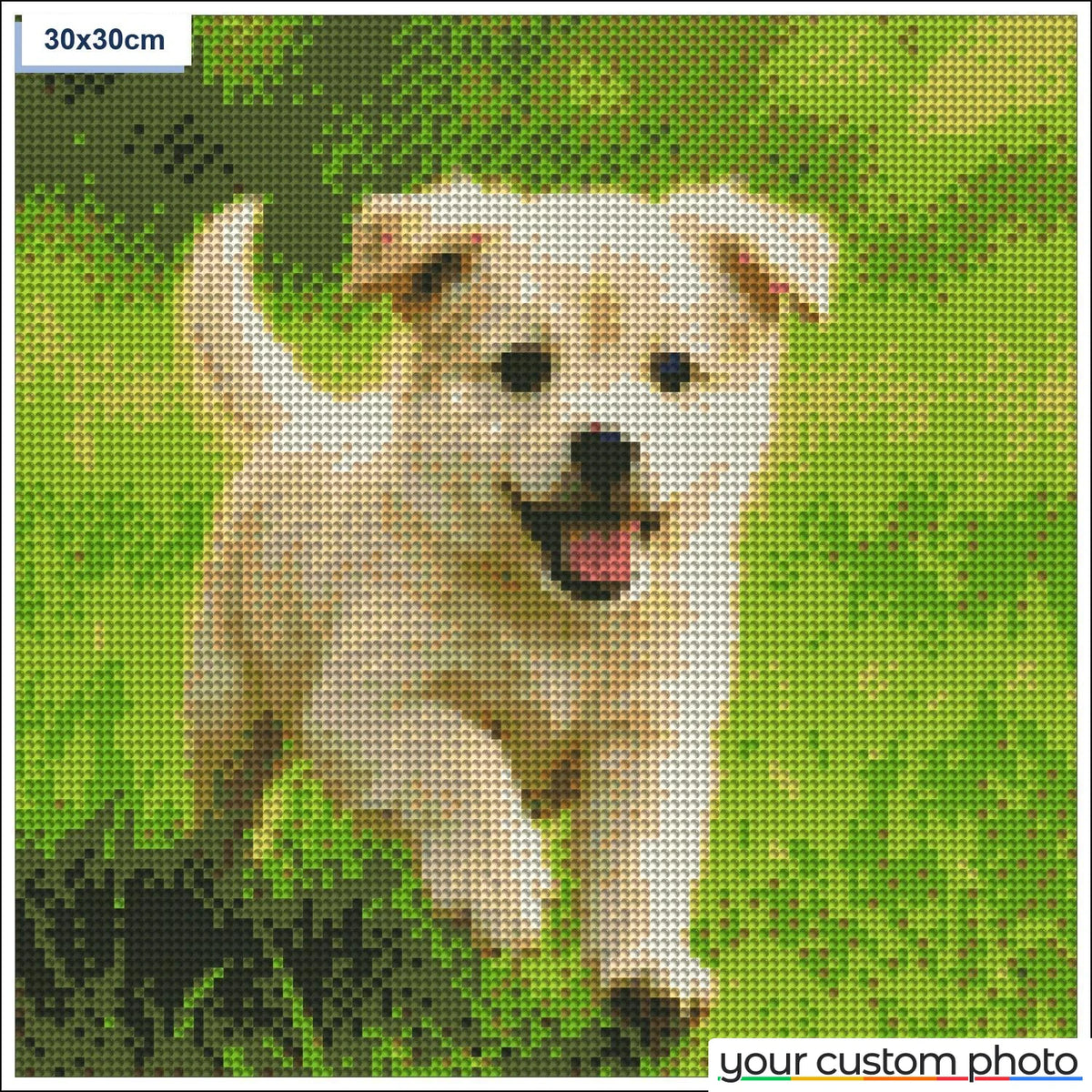 Playful puppy