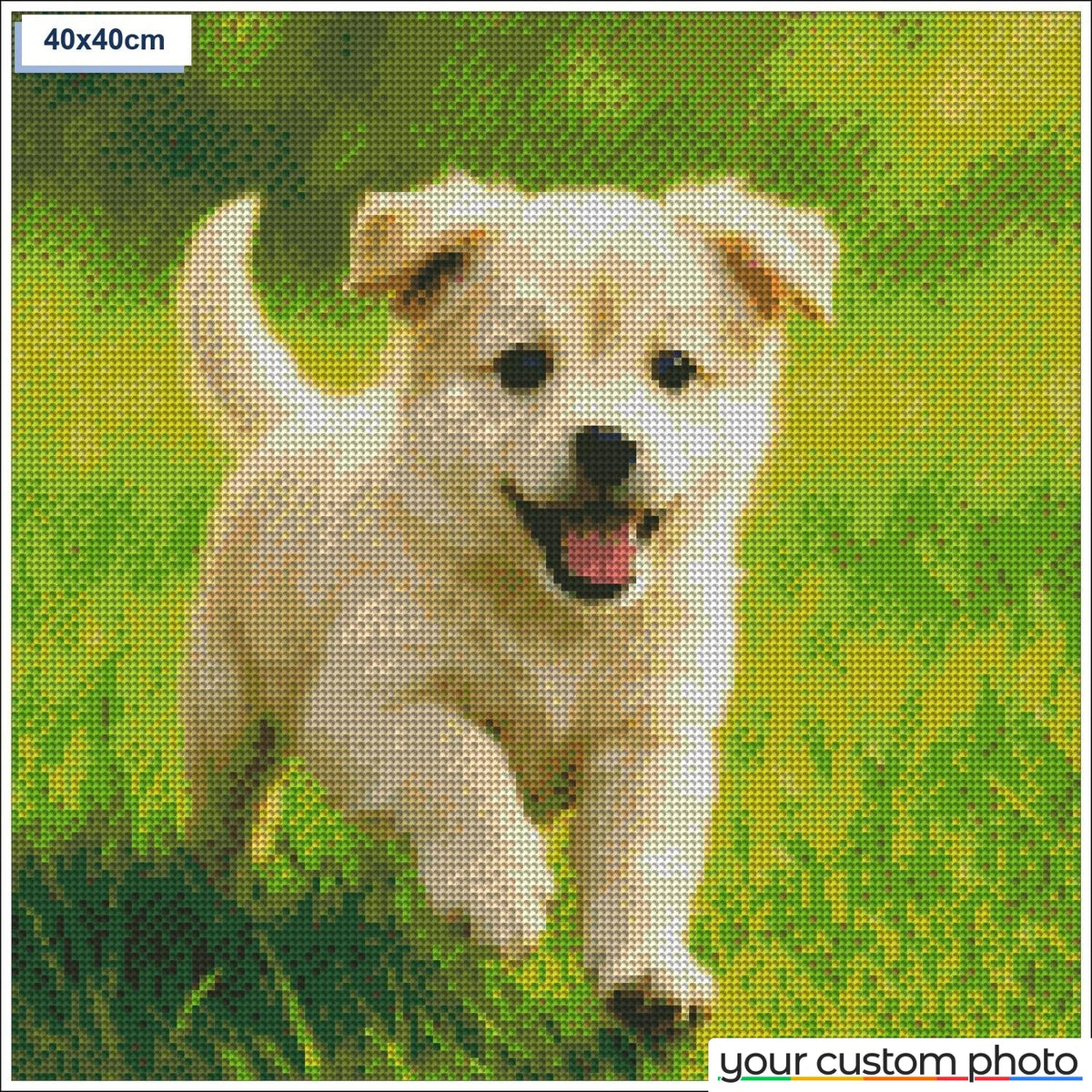 Playful puppy