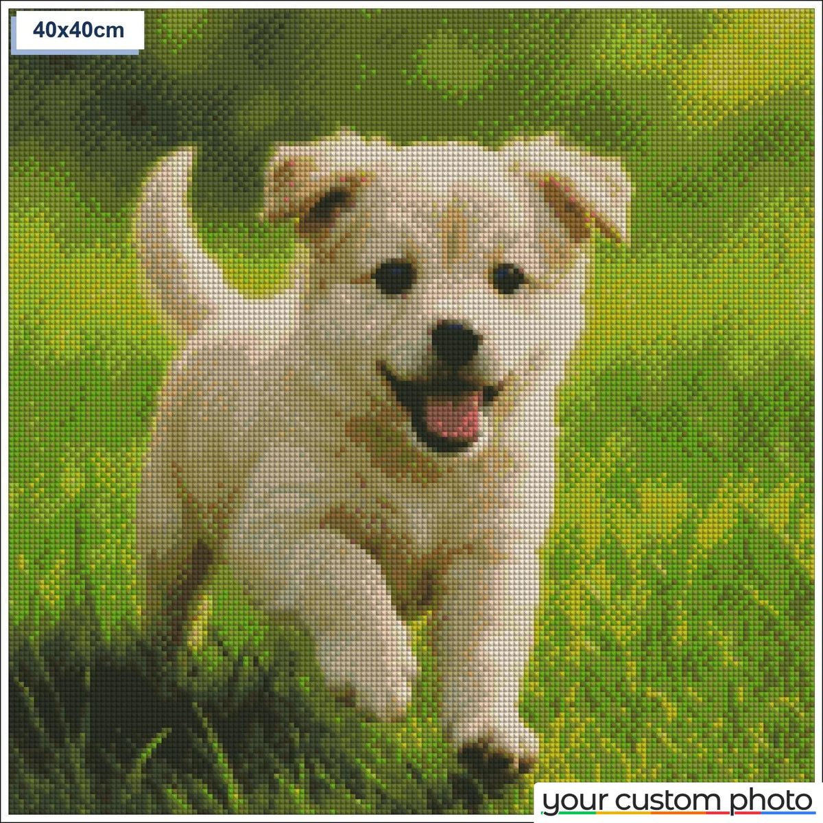 Playful puppy