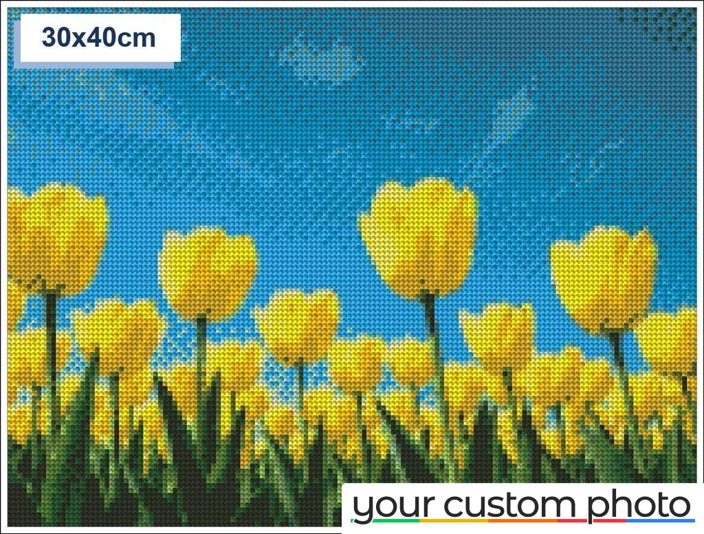 Tulip Field