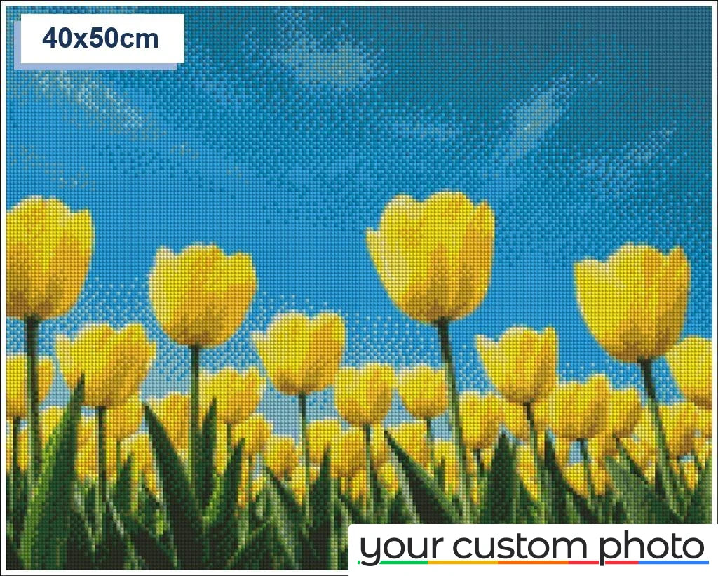 Tulip Field