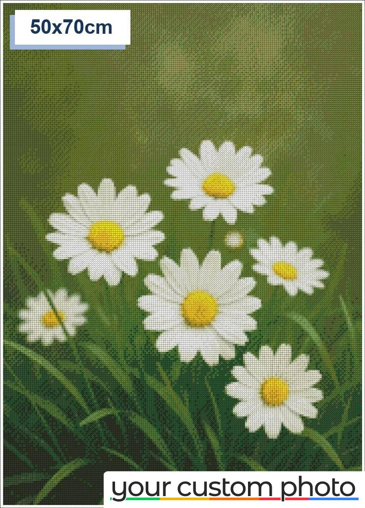 White Daisies