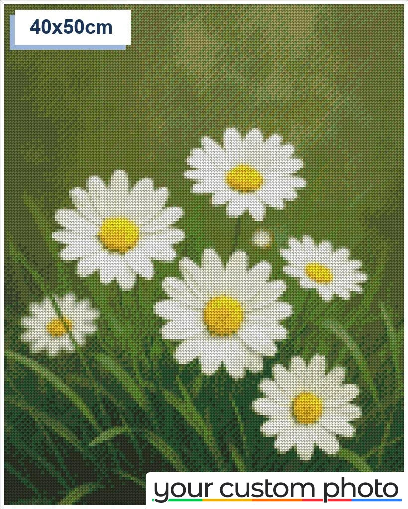 White Daisies