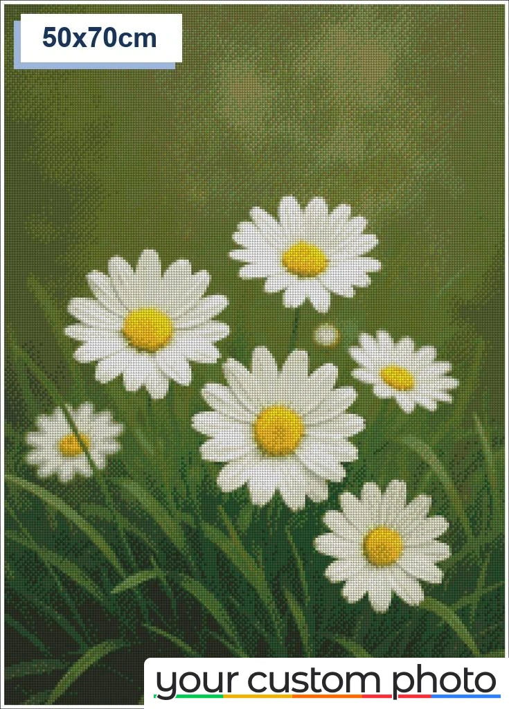 White Daisies