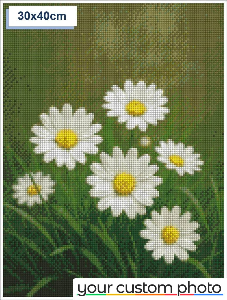 White Daisies