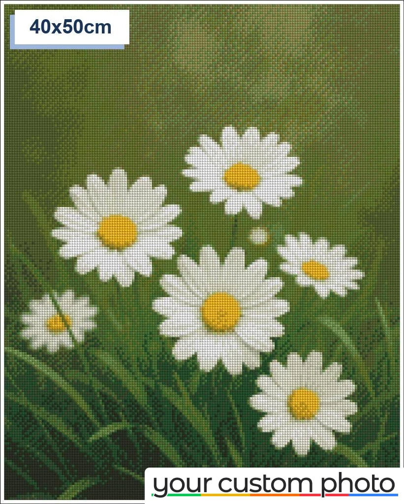 White Daisies